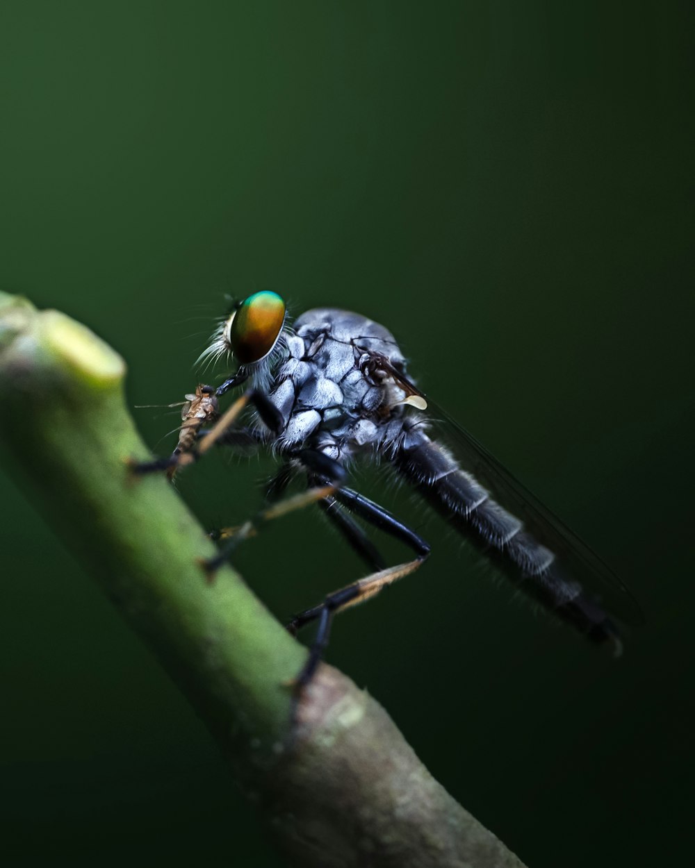 a close up of a fly on a twig