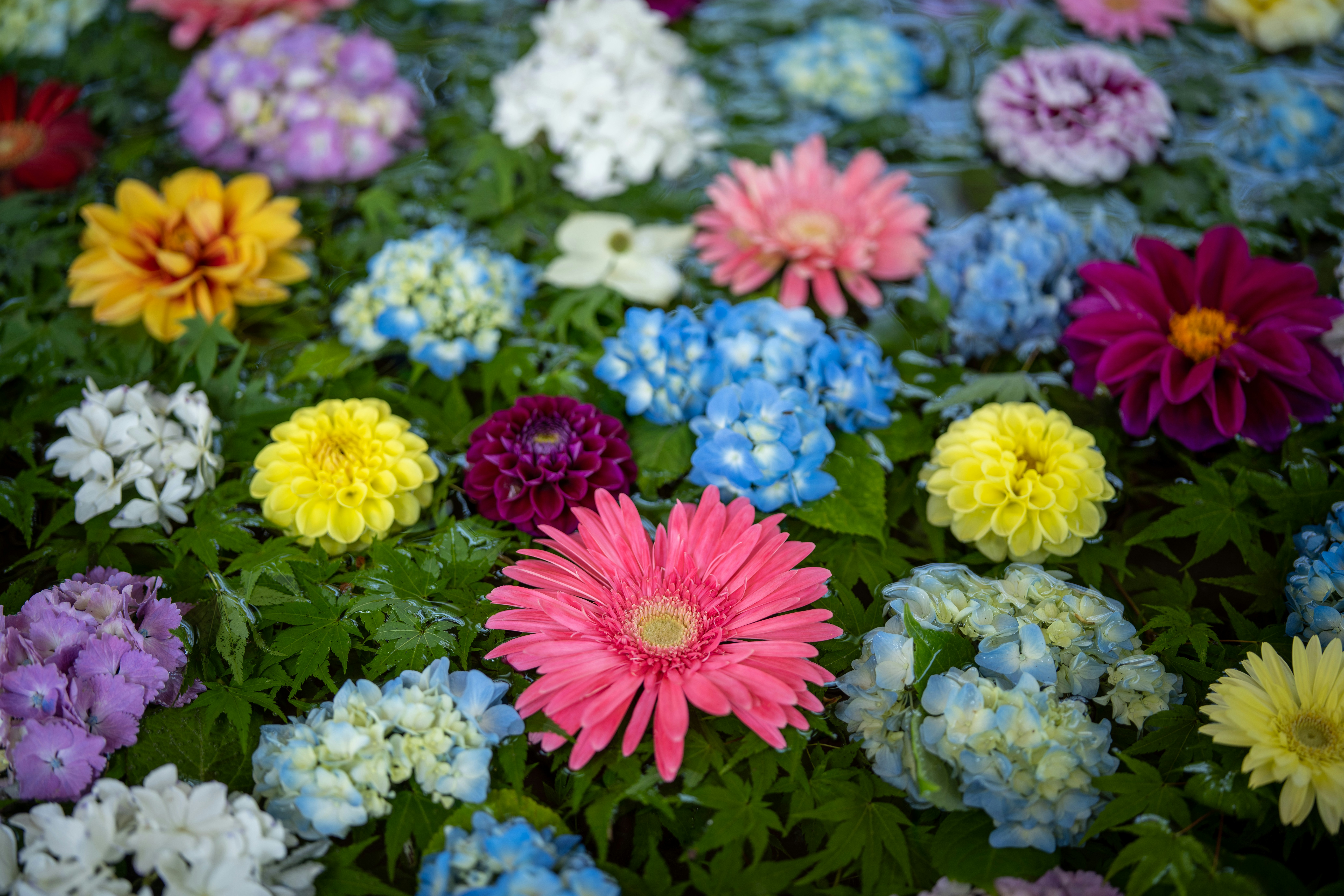 Foto Seikat bunga yang ada di rumput – Gambar Bunga Gratis di Unsplash