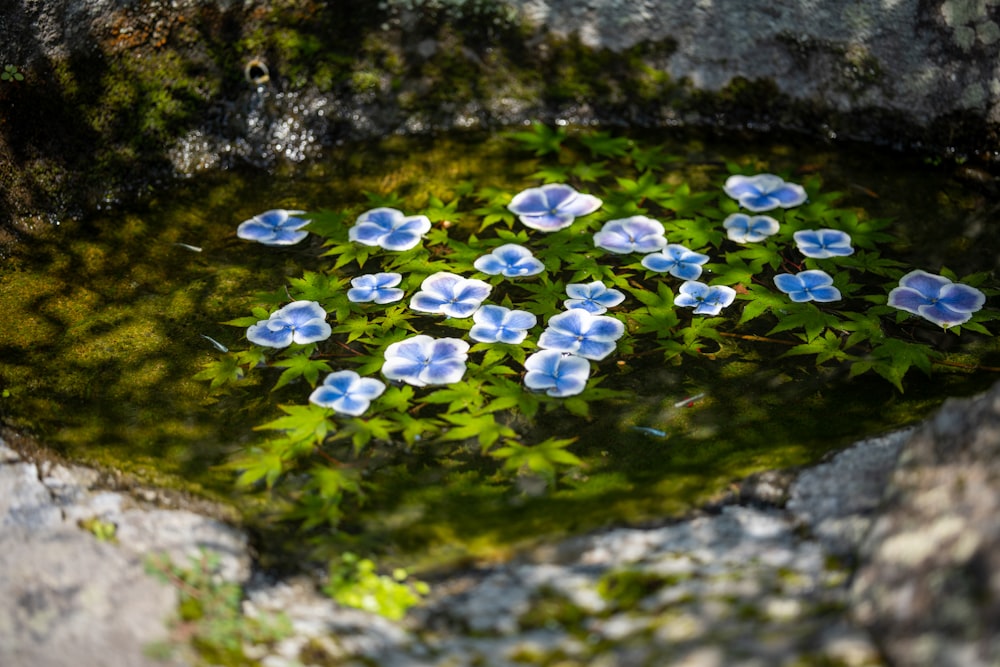 a group of blue flowers floating on top of a pond of water