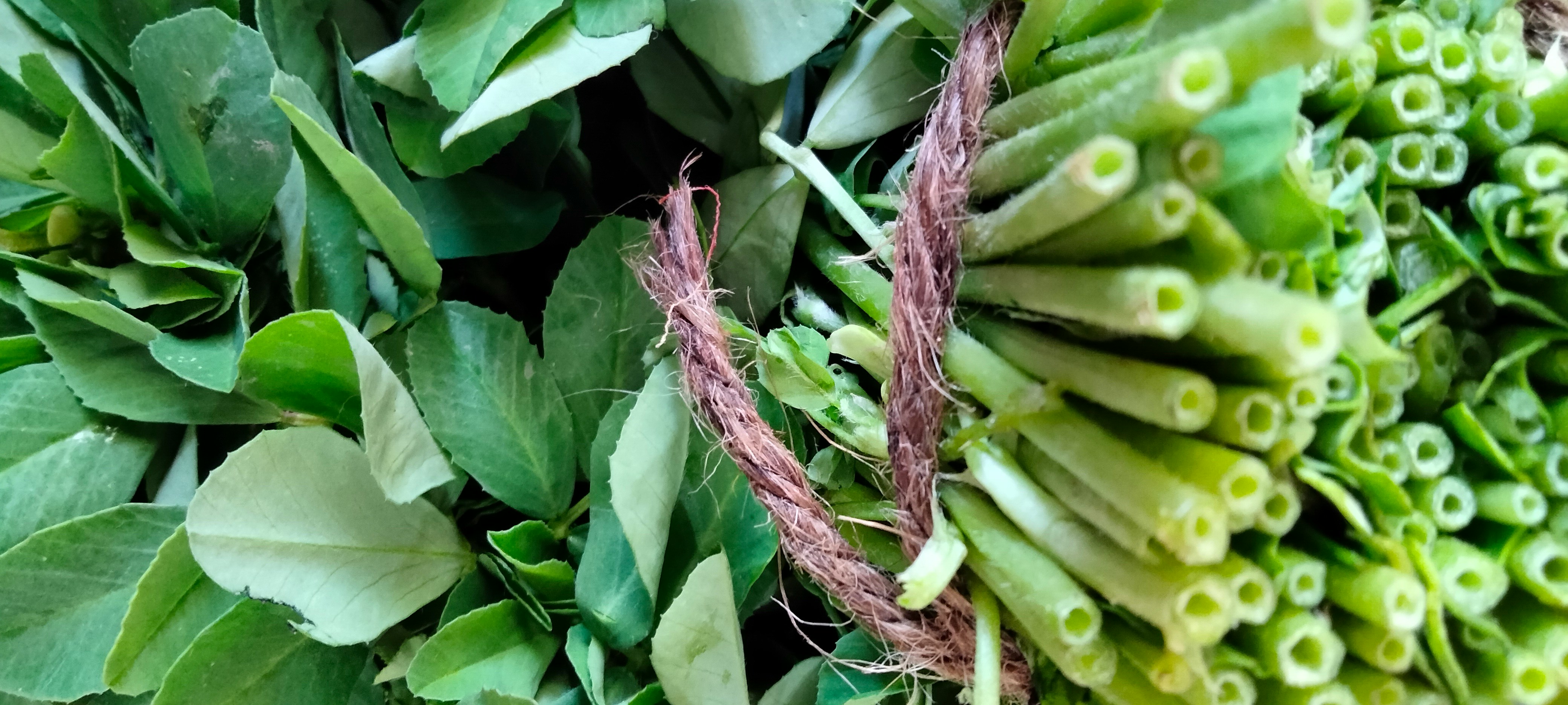 Say It Right, Grow It Right: The Real Names Behind Indonesian Leafy Greens (And What They Tell You About the Plant)