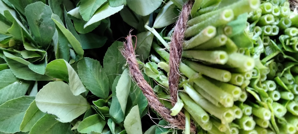 a close up of a bunch of green plants