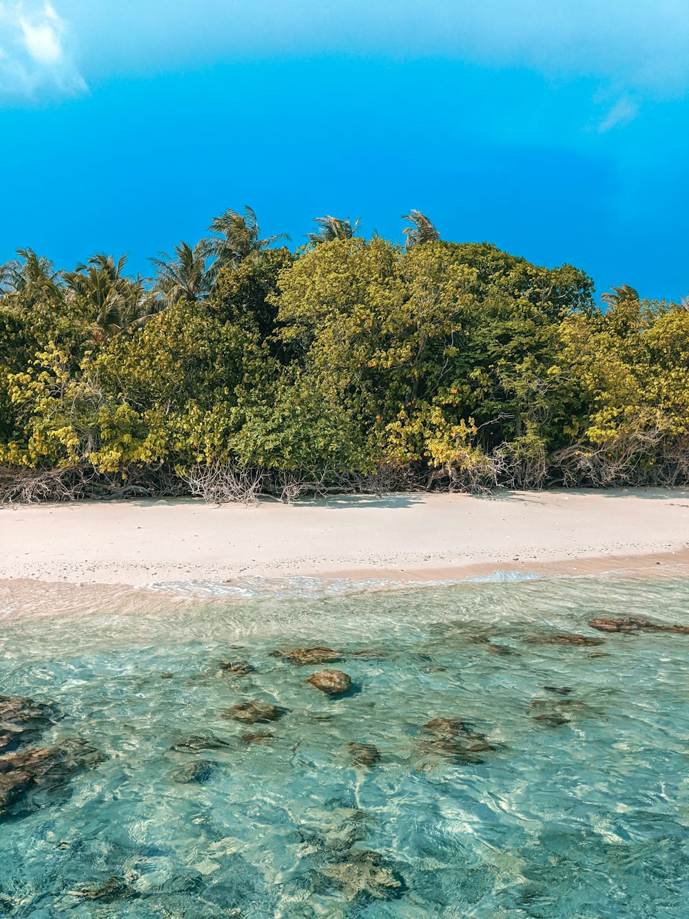 uma praia de areia com árvores no fundo