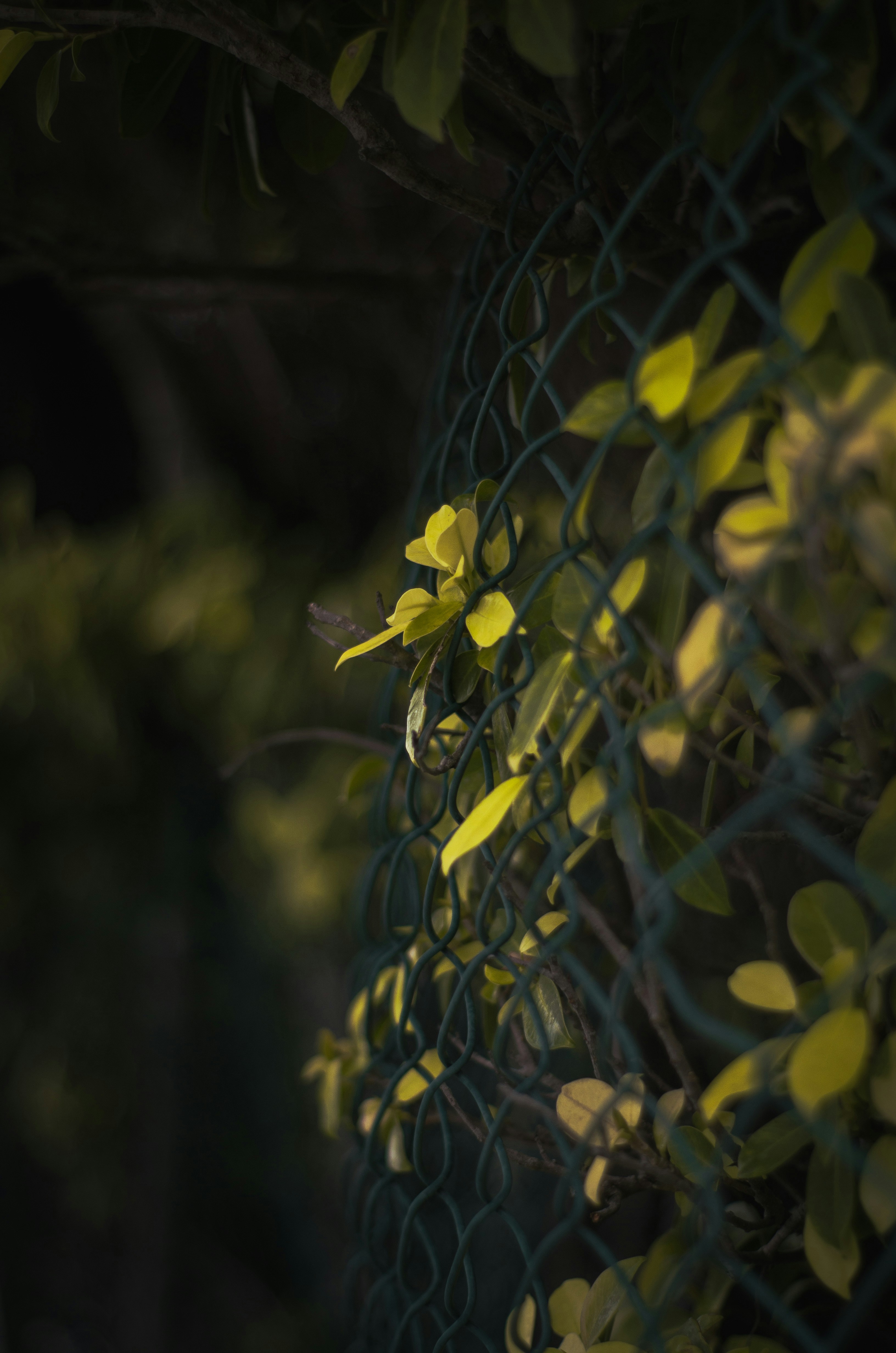 Photo by schiba