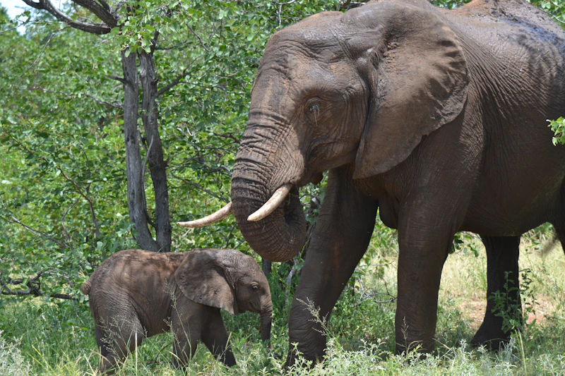 Mother and baby elephant Africa savanna