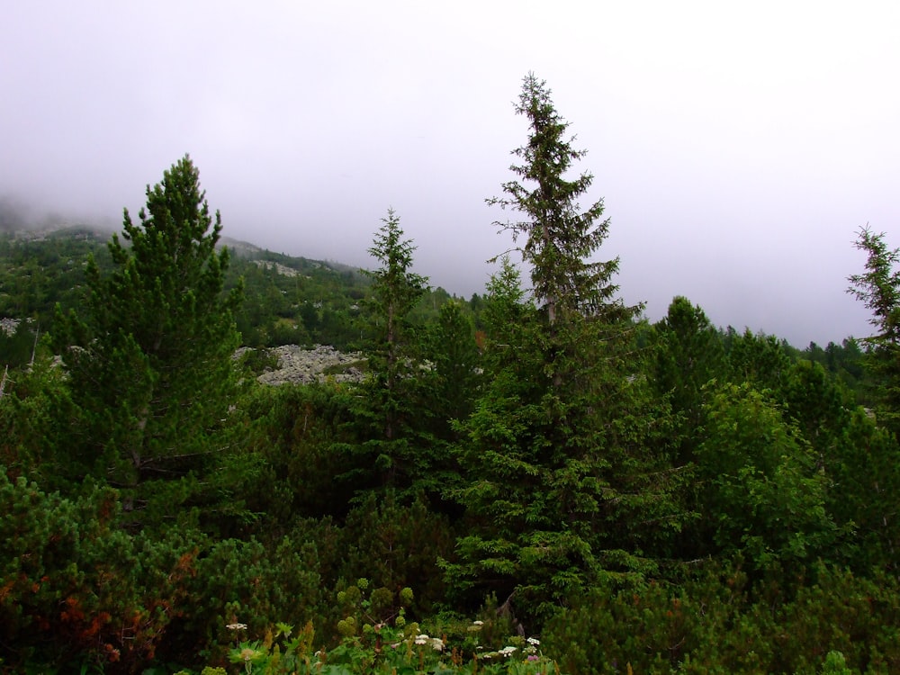 a group of trees in the middle of a forest