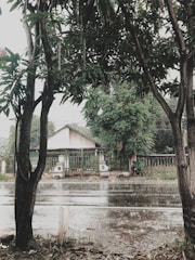 A rainy street scene with large raindrops falling onto a wet road. Trees with dark trunks and green leaves frame the view of a white house with a sloping roof and a green metal fence. Puddles form on the ground as the rain continues to fall.