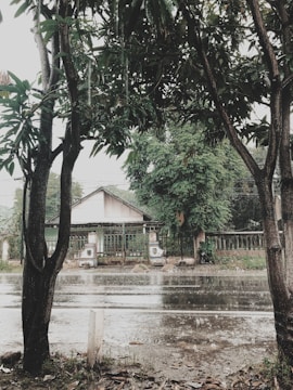A rainy street scene with large raindrops falling onto a wet road. Trees with dark trunks and green leaves frame the view of a white house with a sloping roof and a green metal fence. Puddles form on the ground as the rain continues to fall.