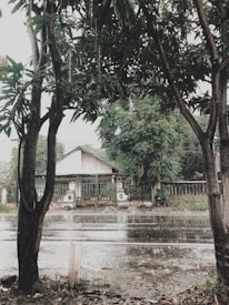 A rainy street scene with large raindrops falling onto a wet road. Trees with dark trunks and green leaves frame the view of a white house with a sloping roof and a green metal fence. Puddles form on the ground as the rain continues to fall.