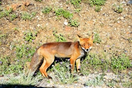 A red fox stands alert in a natural setting, surrounded by green plants and small patches of purple wildflowers. The ground is a mix of soil and small rocks, with the fox's fur and bushy tail clearly visible. Bright sunlight casts shadows, highlighting the details of the scene.