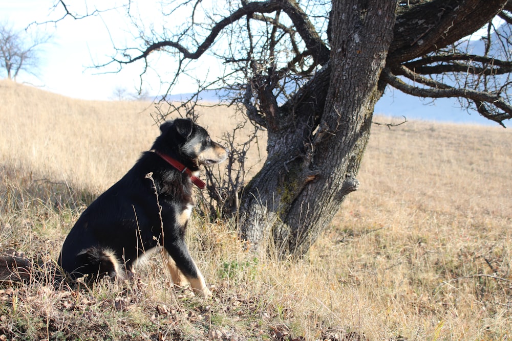 a black and brown dog sitting next to a tree