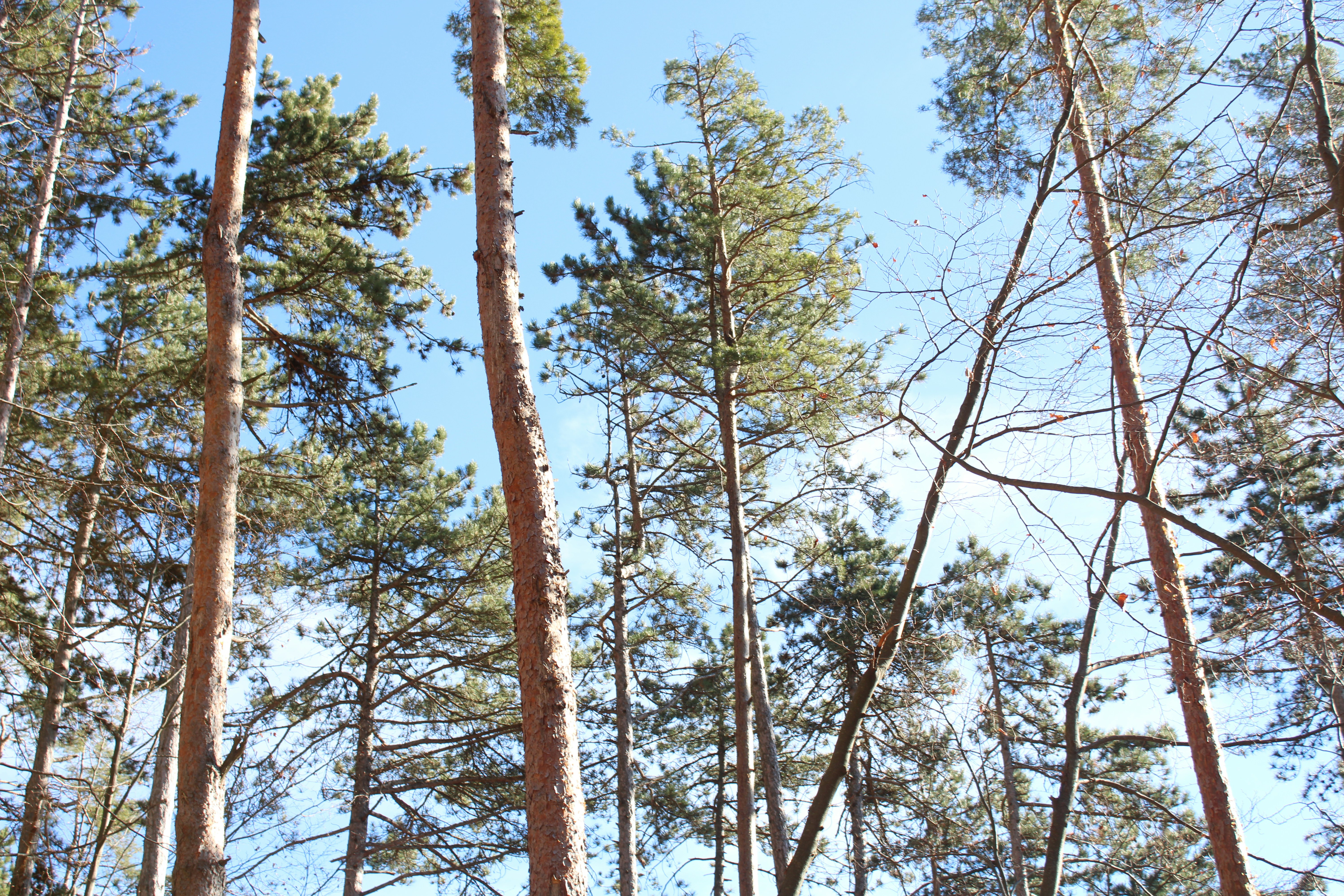 Photo by thorai9akira