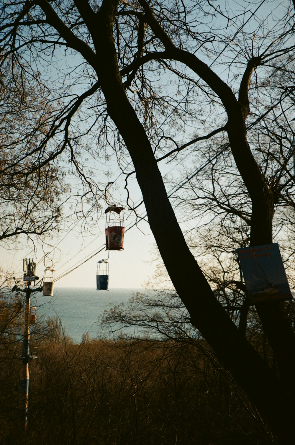 a tree with a bucket hanging from it