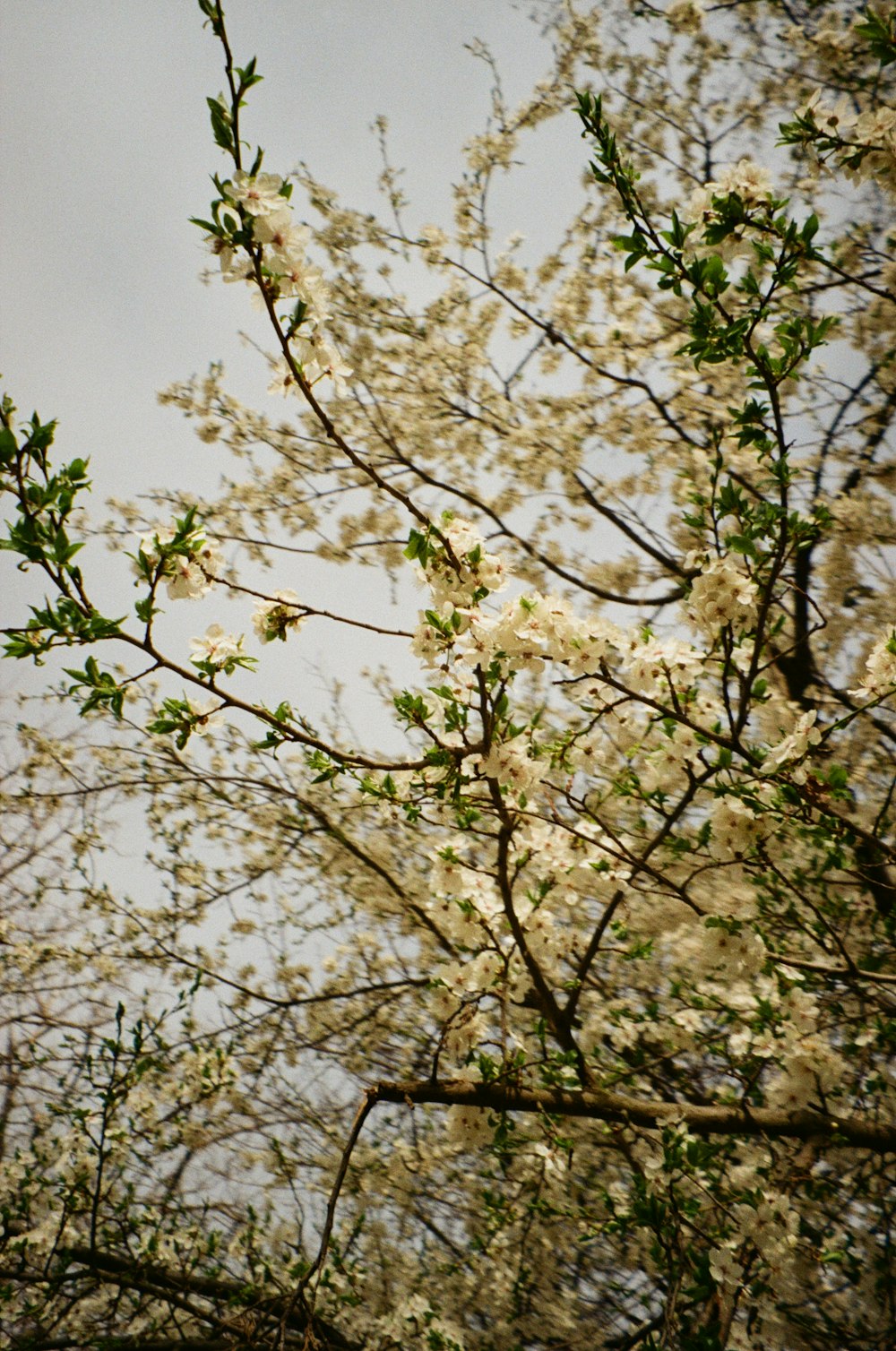 a bird sitting on a branch of a tree