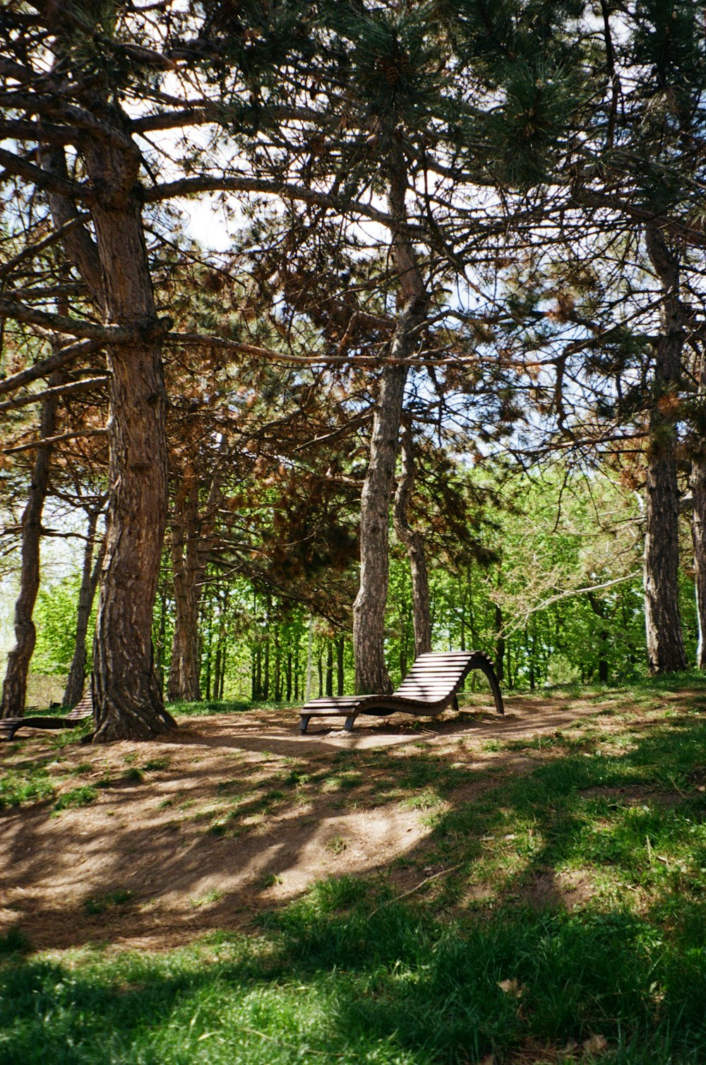 a park bench sitting in the shade of some trees