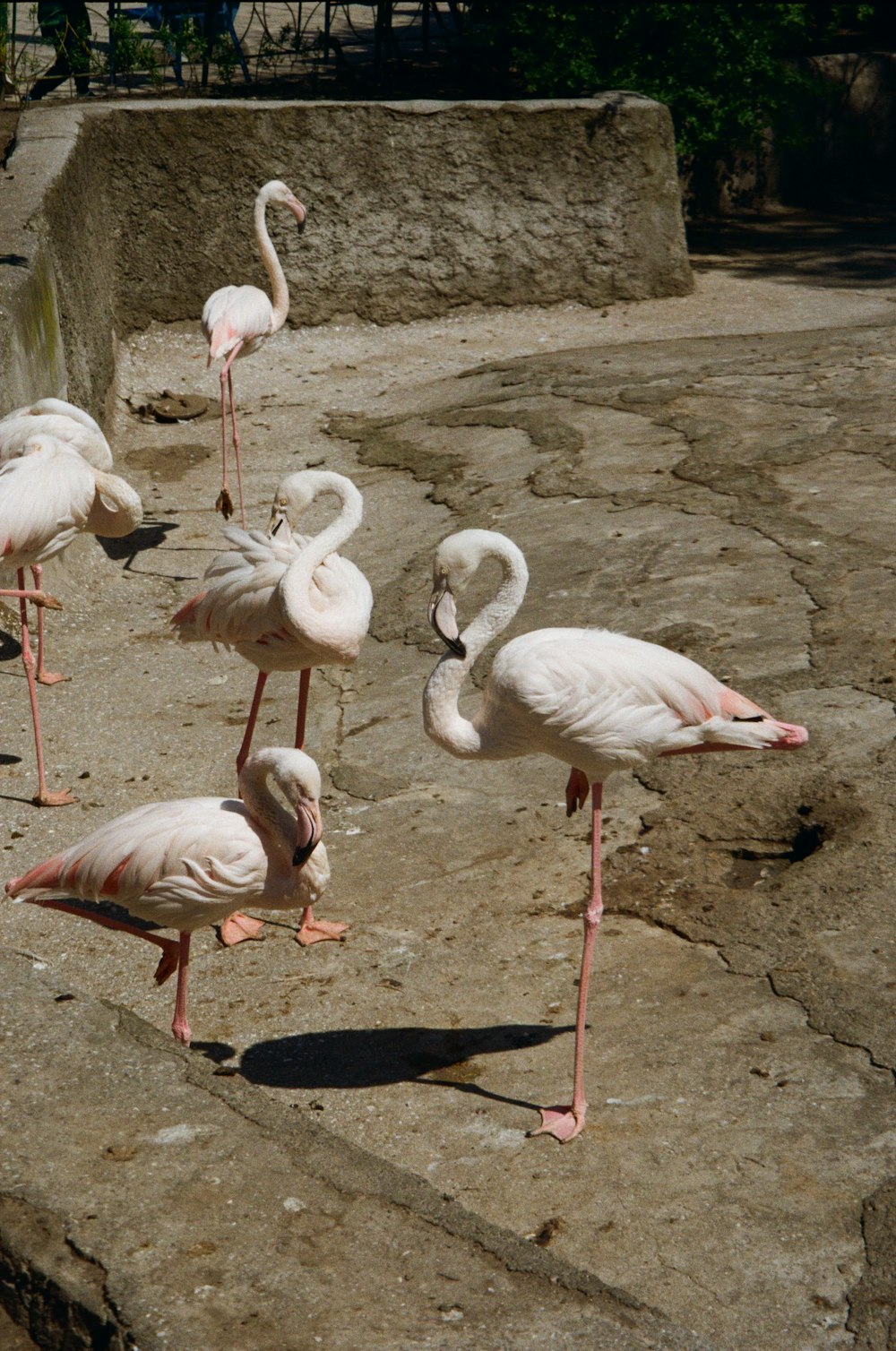 a flock of flamingos standing on top of a rock