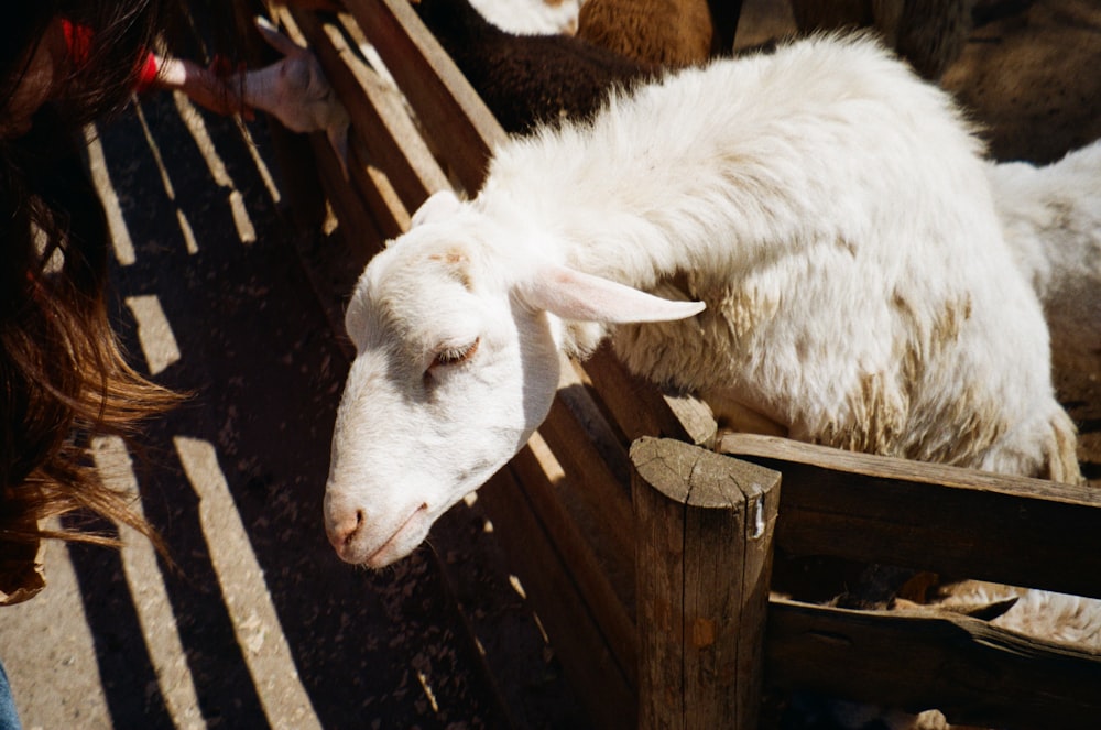 a close up of a sheep laying on a bench