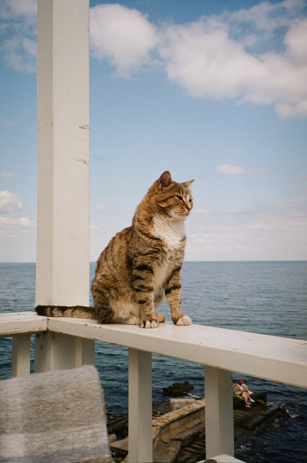 a cat is sitting on a railing by the water