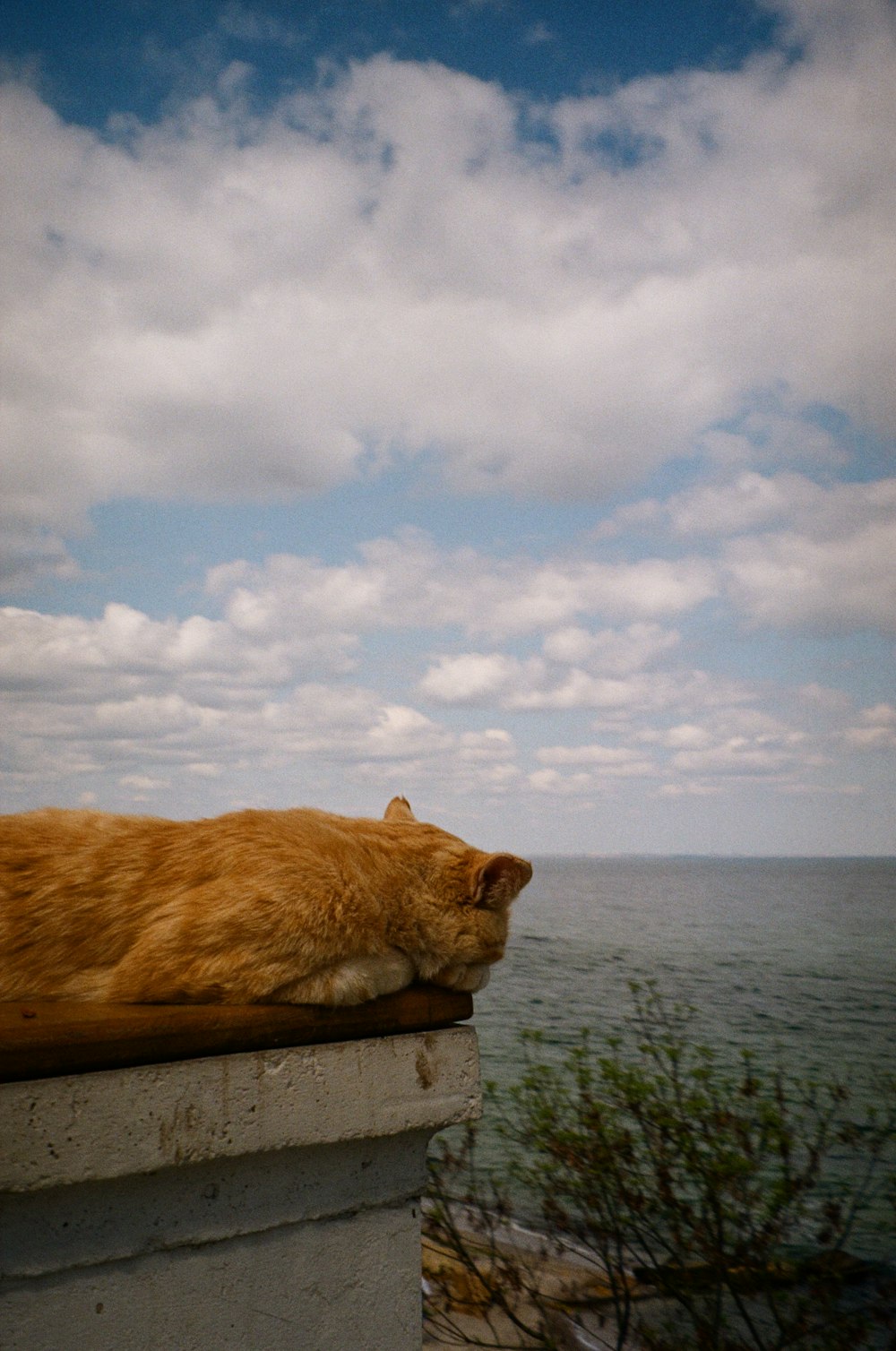 a large orange cat laying on top of a cement wall