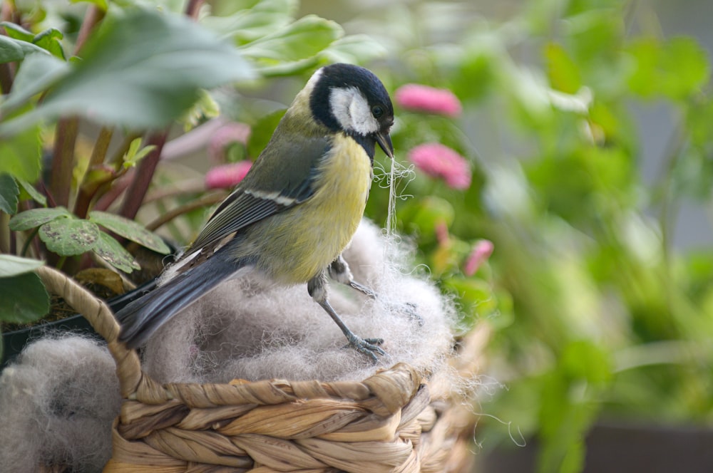 Un pequeño pájaro sentado encima de una canasta