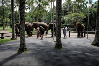 a group of elephants standing next to each other