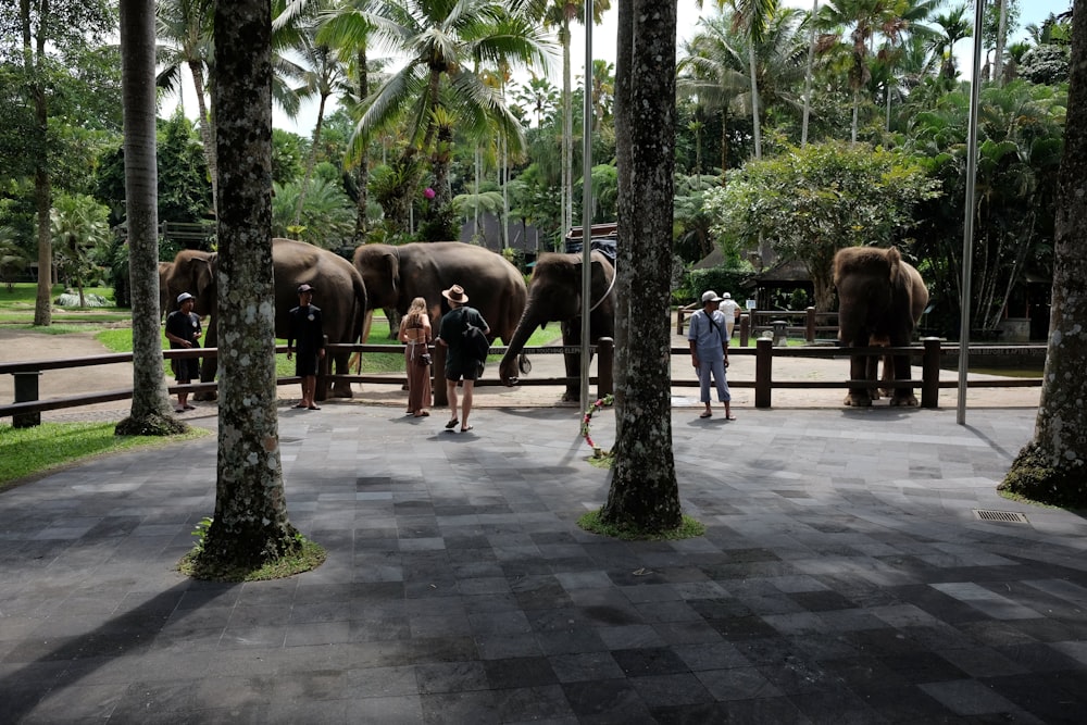 a group of elephants standing next to each other