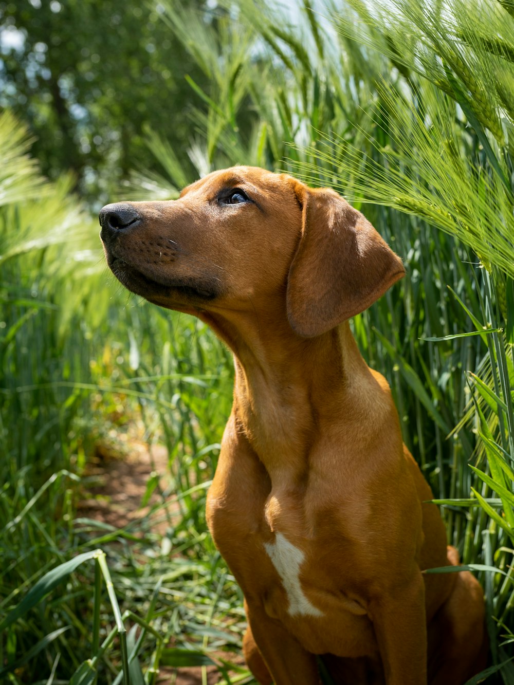 a brown and white dog sitting in tall grass