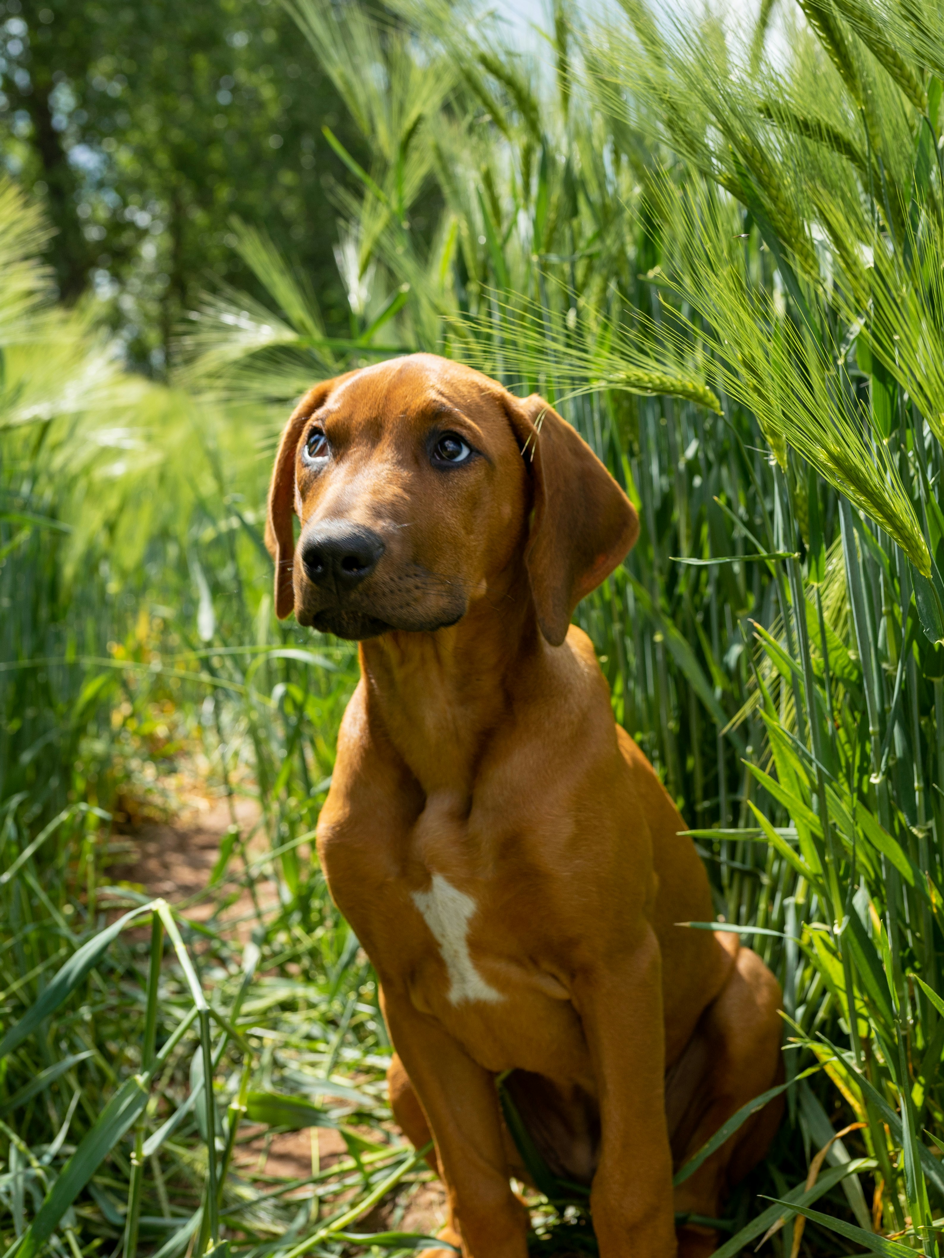 Rhodesian Ridgeback Prices