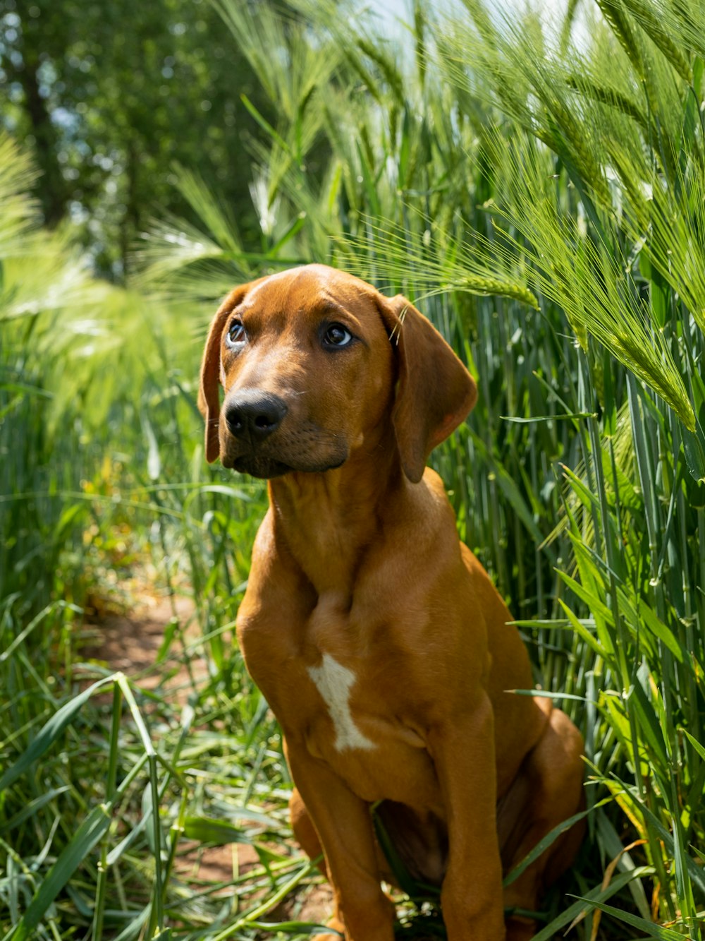 a brown dog sitting in a field of tall grass