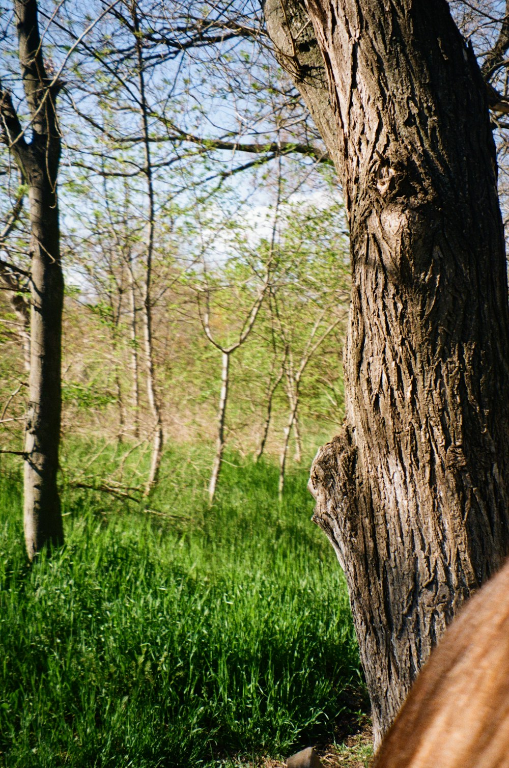 a person standing next to a tree in a forest