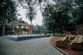 a group of palm trees