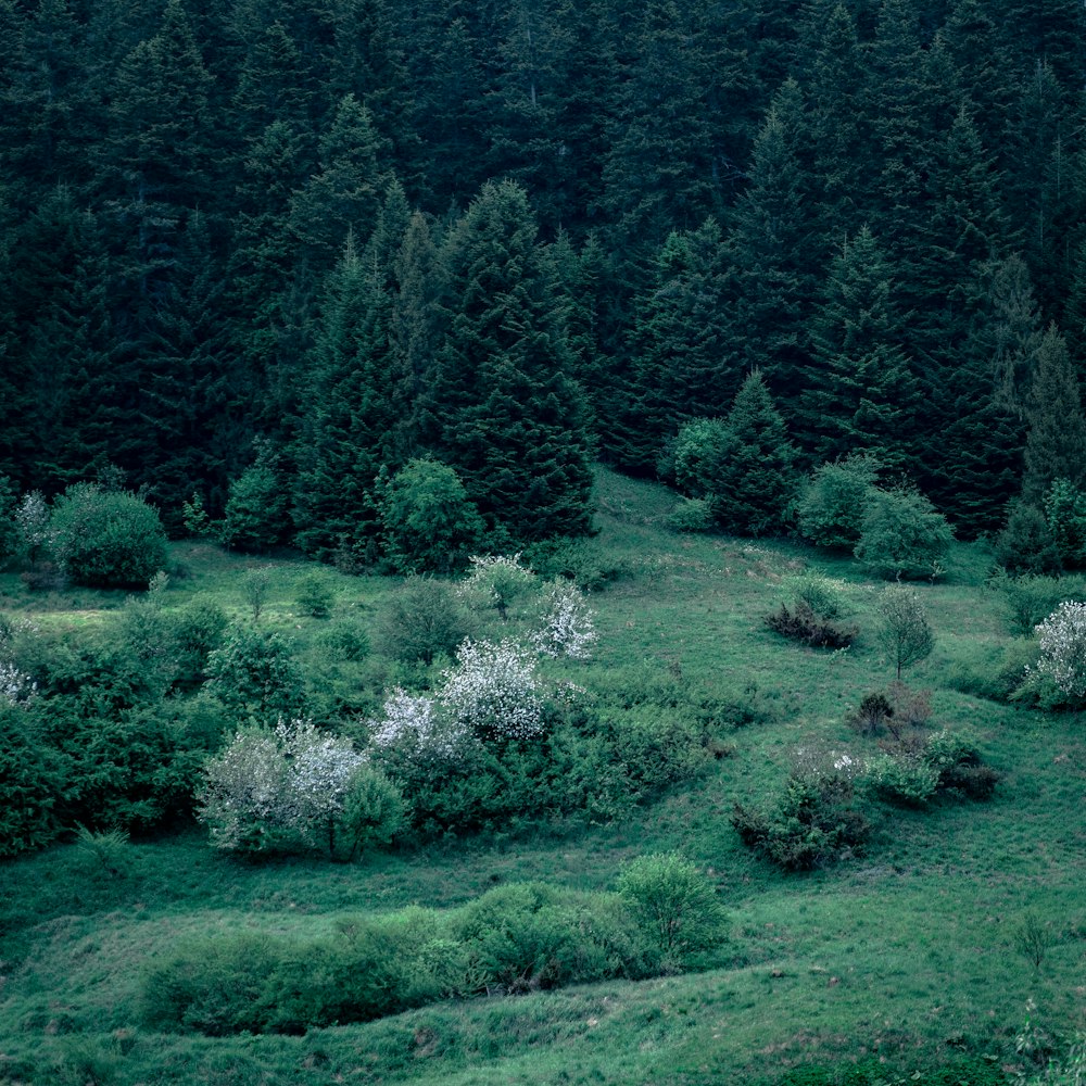 a lush green forest filled with lots of trees