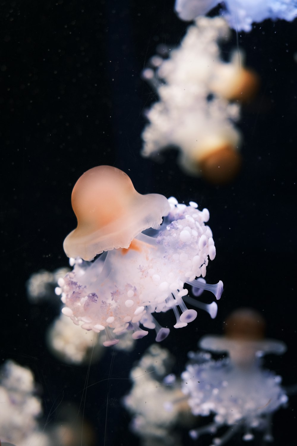 a group of jellyfish floating in the water