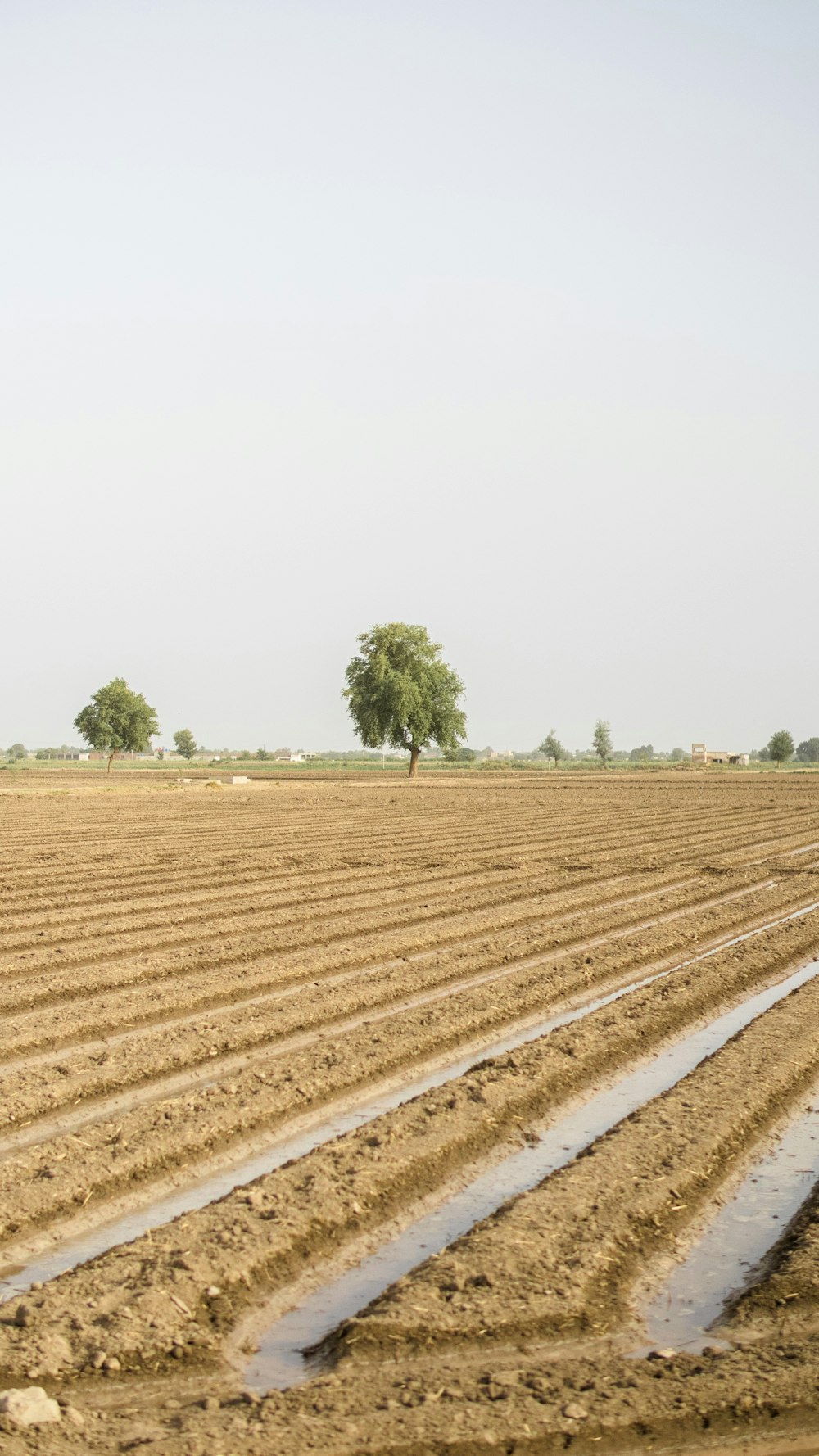 a large field with a few trees in the distance