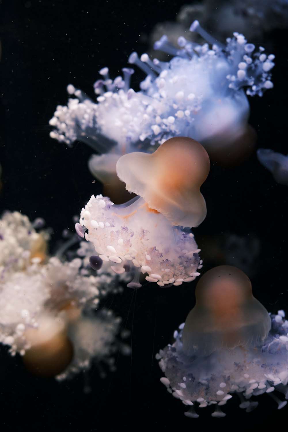 a group of jellyfish floating in the water