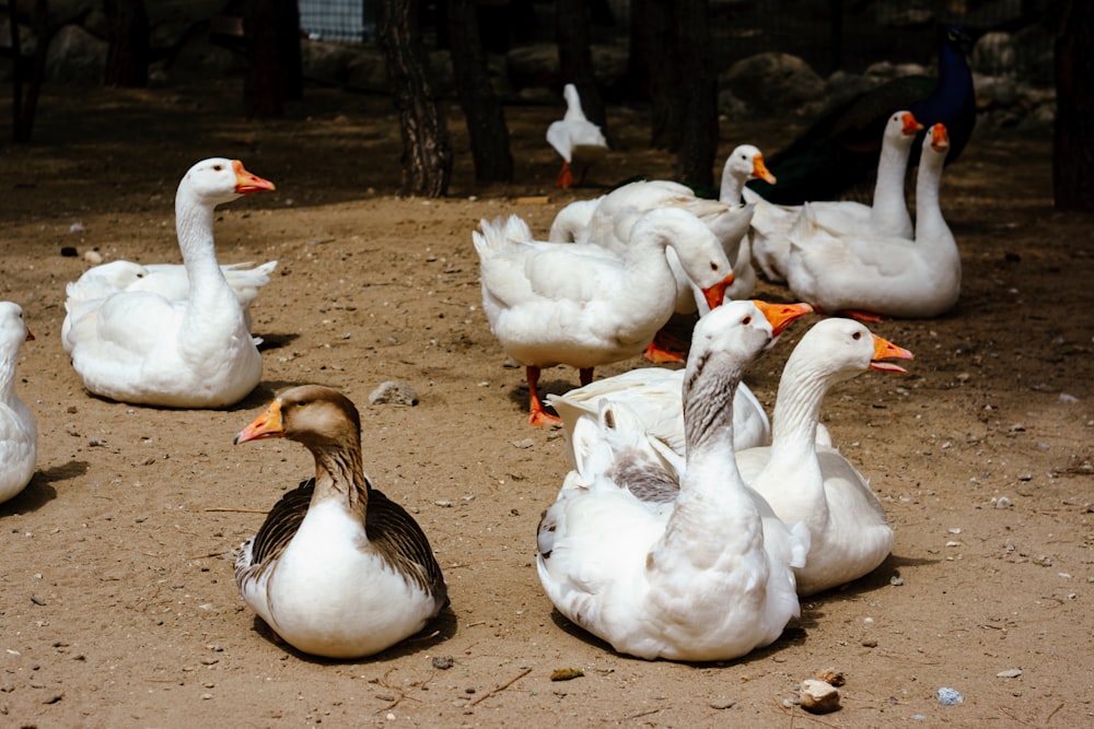 a bunch of ducks that are sitting on the ground