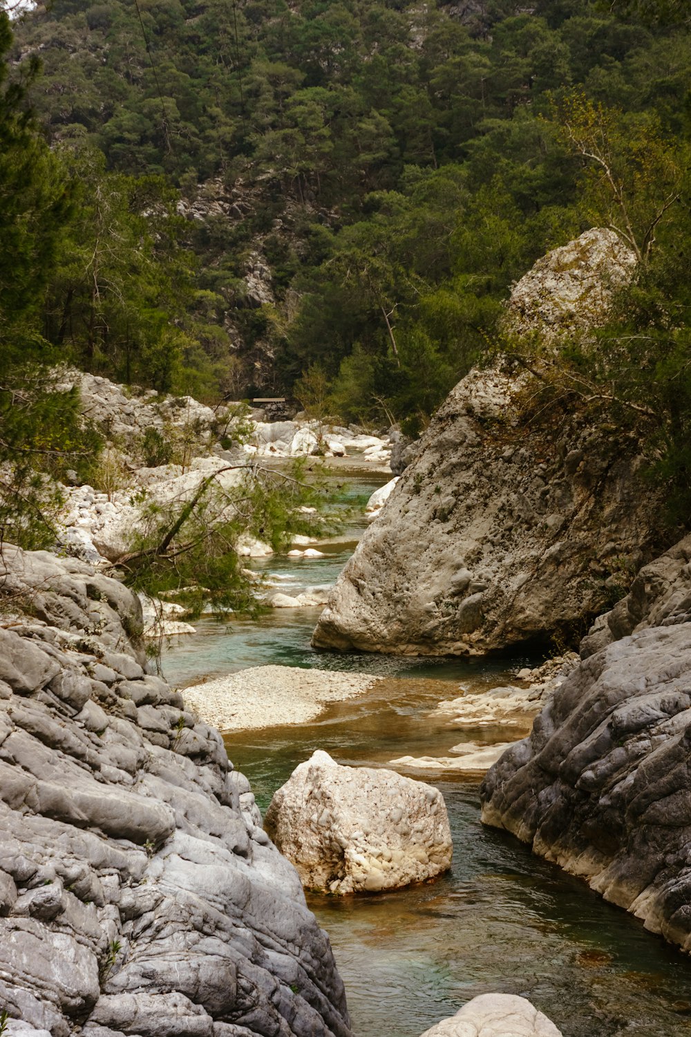 a river running through a lush green forest