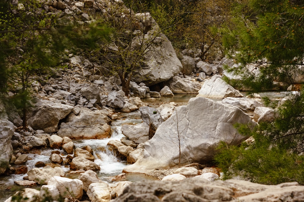 a stream running through a forest filled with rocks