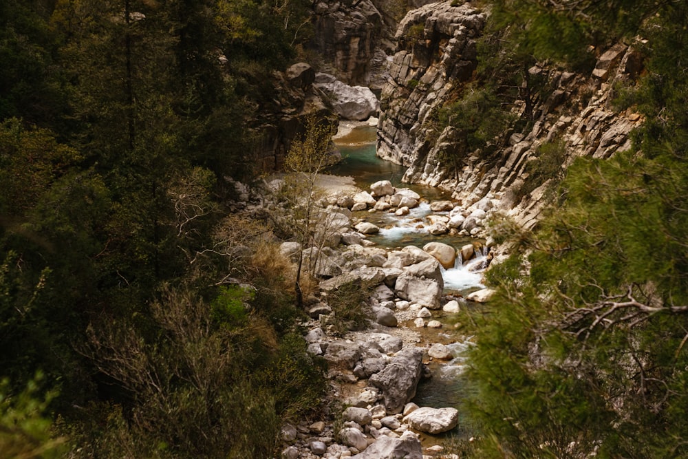 a river running through a lush green forest