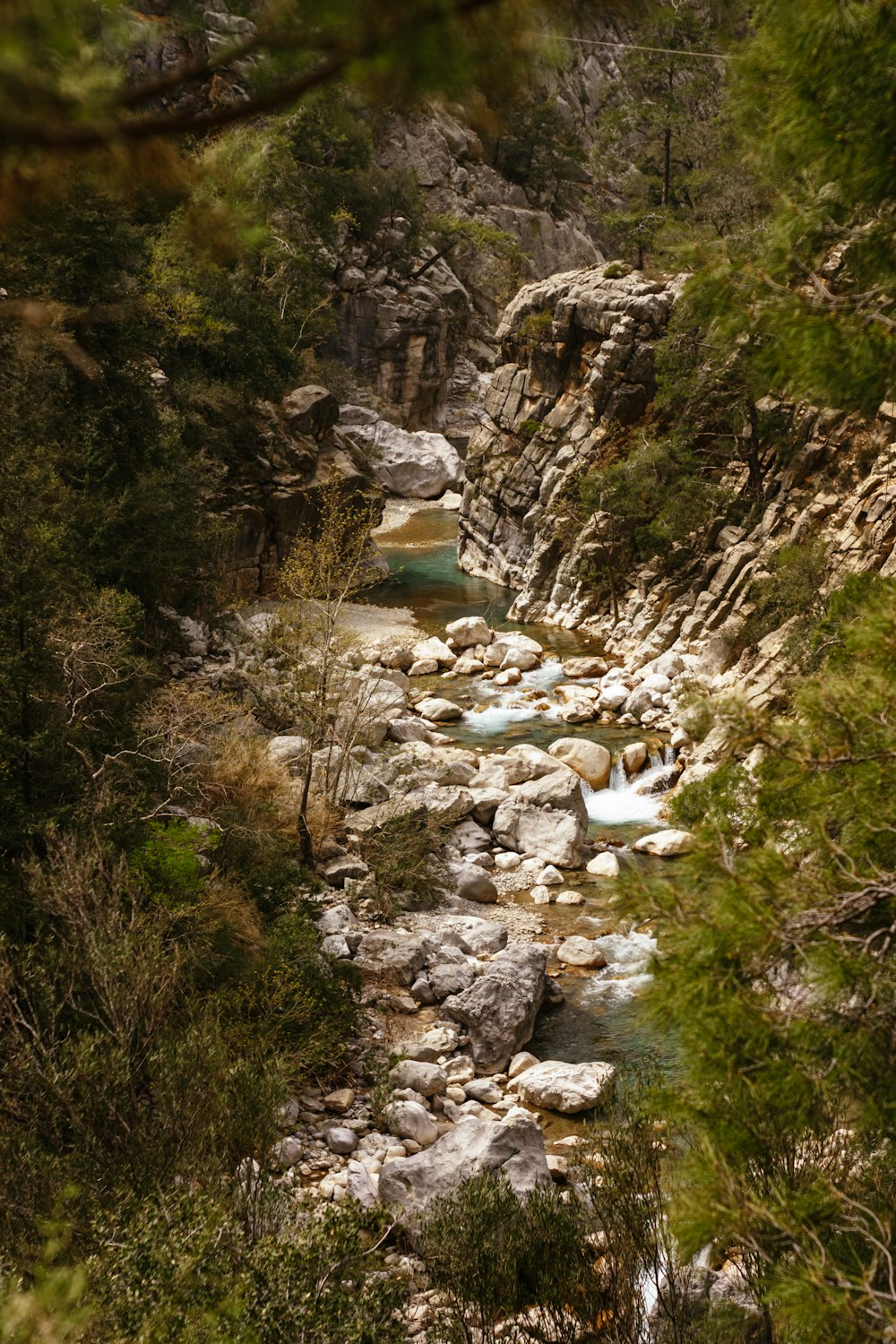 a river running through a lush green forest