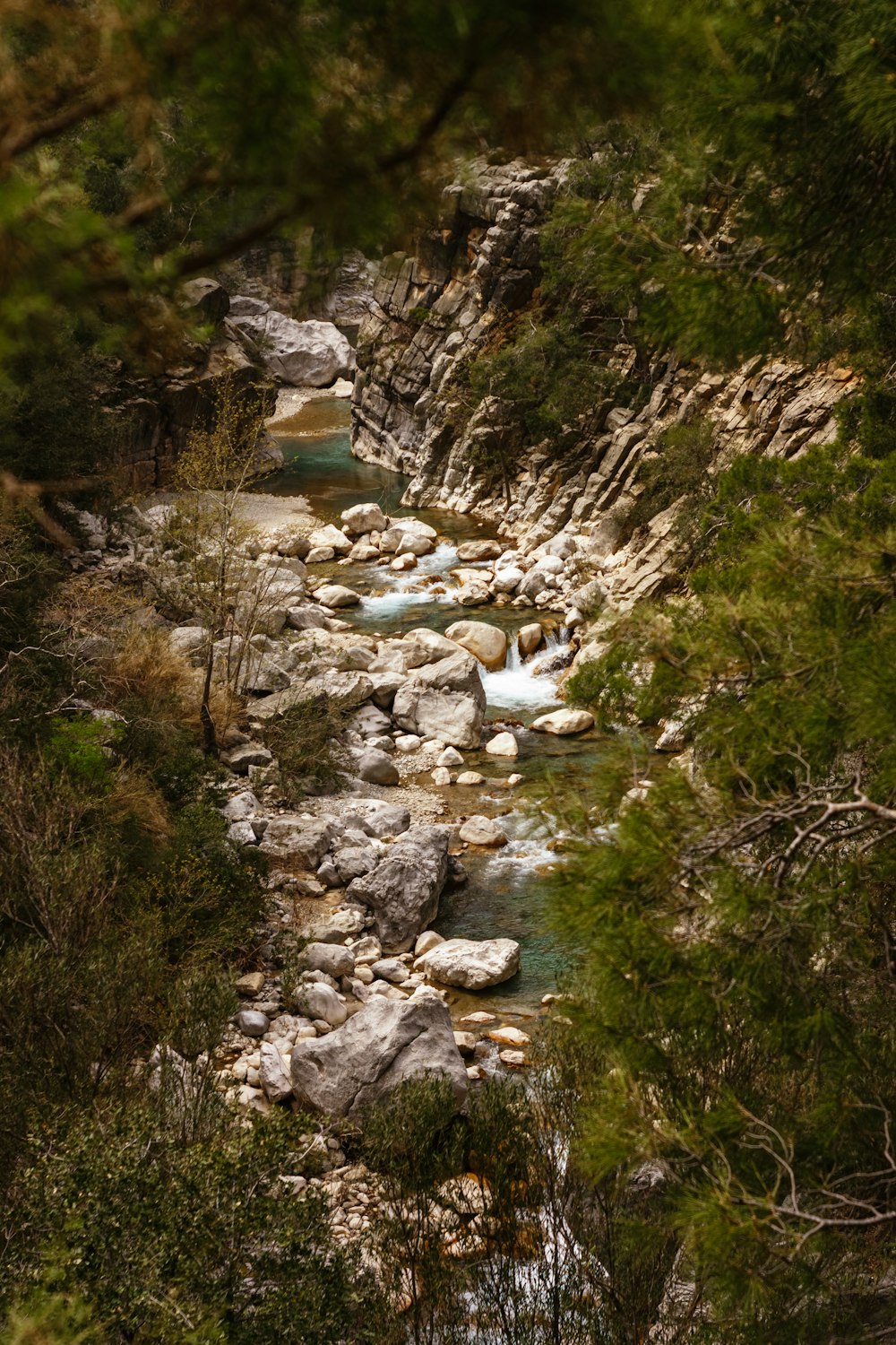 a stream running through a forest filled with rocks