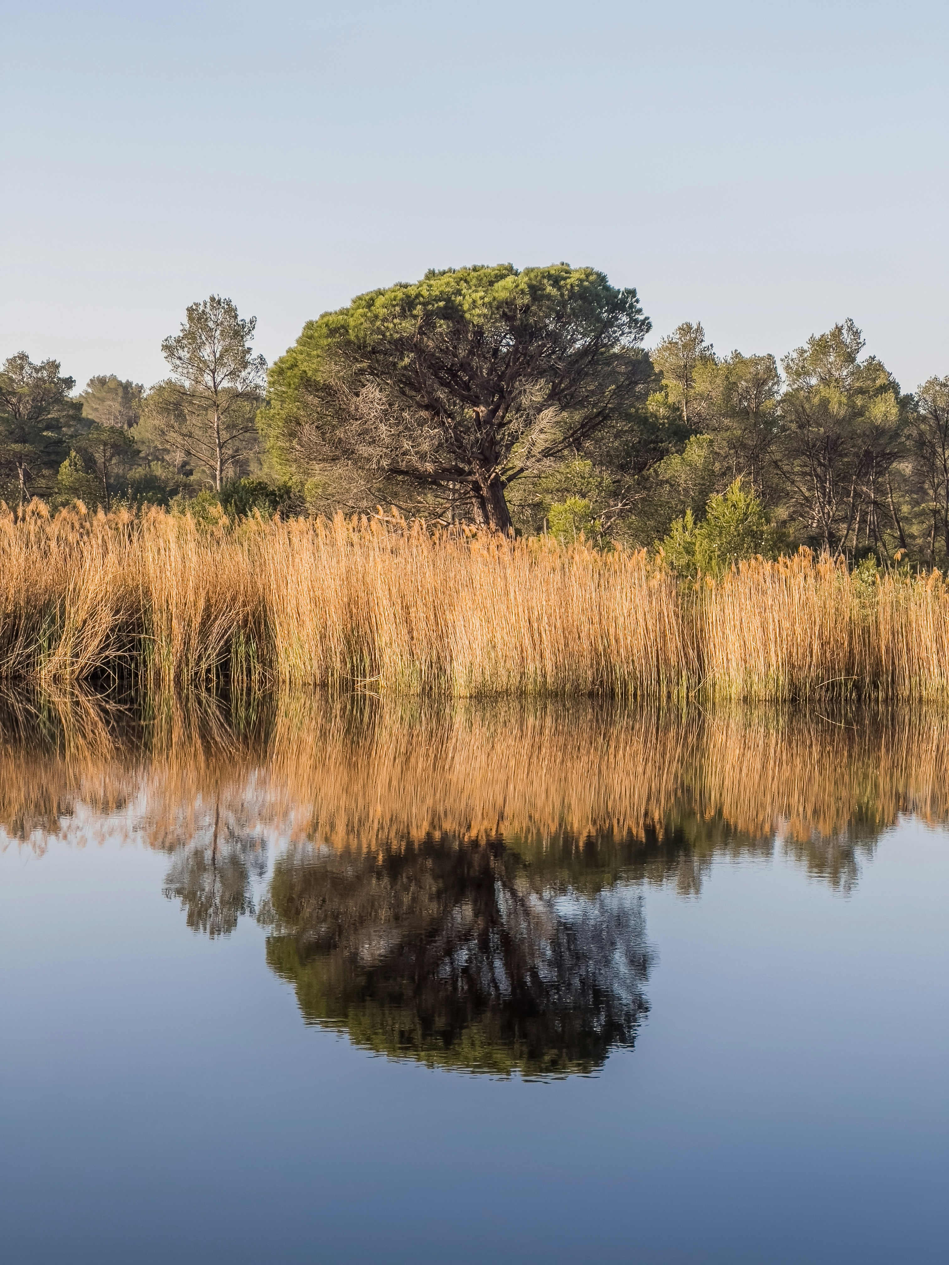 a large body of water surrounded by trees