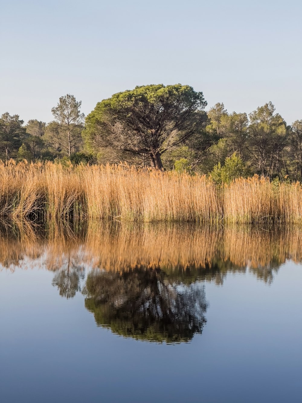 a large body of water surrounded by trees