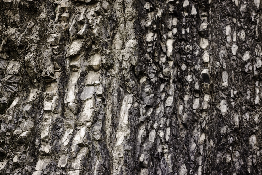 a close up of a tree trunk with many small holes in it