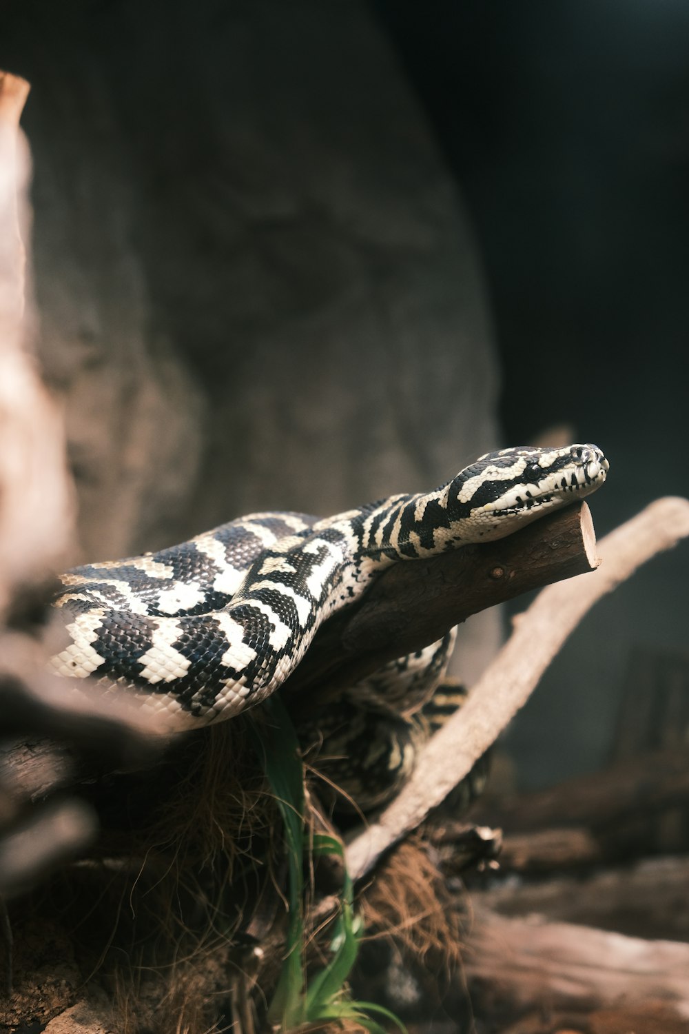 a close up of a snake on a branch