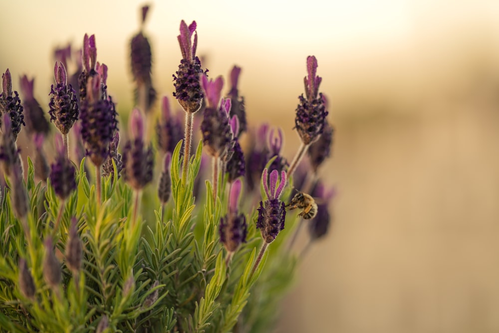 a close up of a bunch of purple flowers