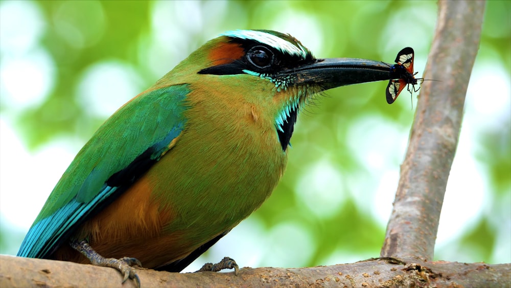 a colorful bird with a bug in its mouth