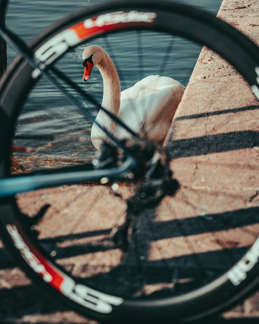 a swan is swimming in the water next to a bike