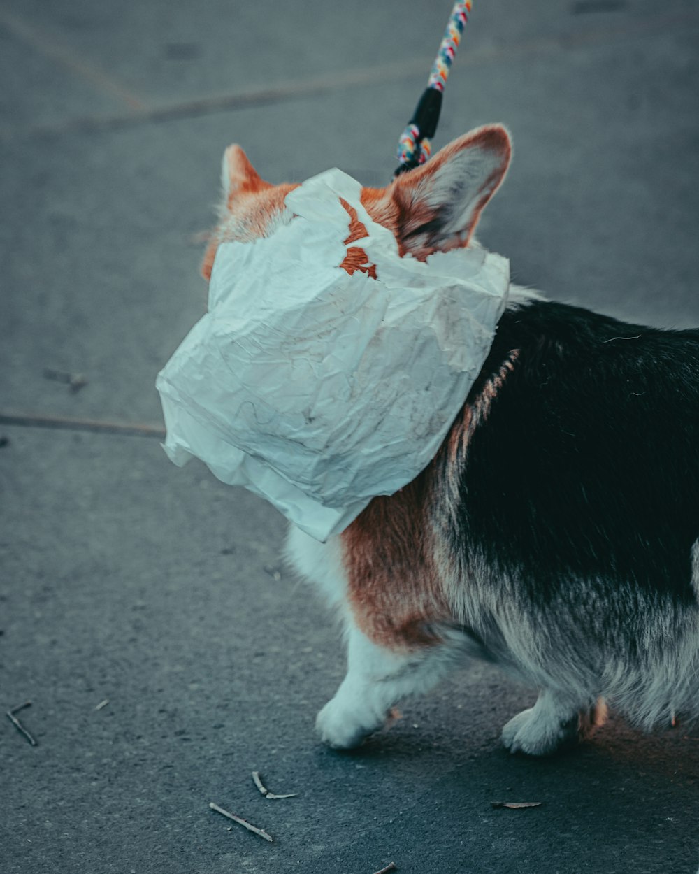 a corgi dog with a paper bag on its head