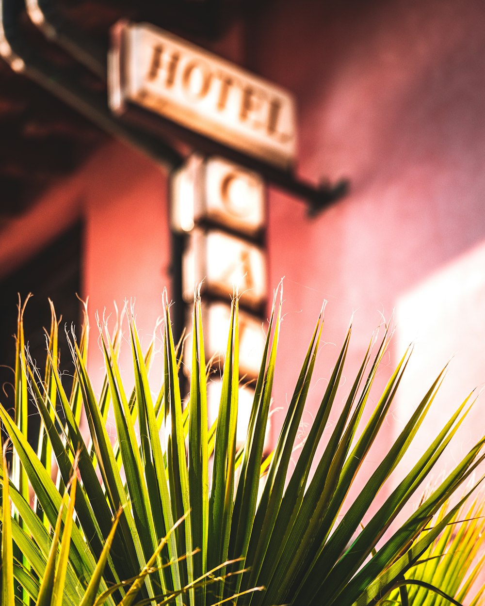 a hotel sign with a palm tree in front of it