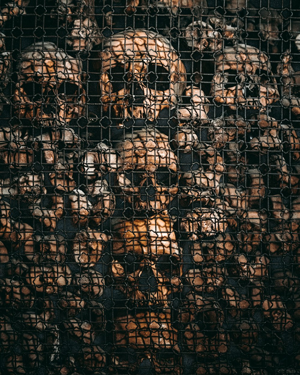 a bunch of skulls that are behind a mesh fence